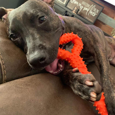 Jouet pour chien robuste en forme d'os à mâcher en caoutchouc dur avec un design convexe