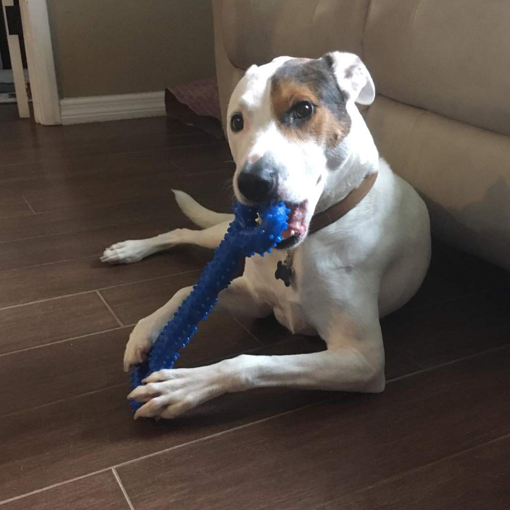 Jouet pour chien robuste en forme d'os à mâcher en caoutchouc dur avec un design convexe