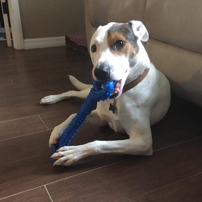 Jouet pour chien robuste en forme d'os à mâcher en caoutchouc dur avec un design convexe