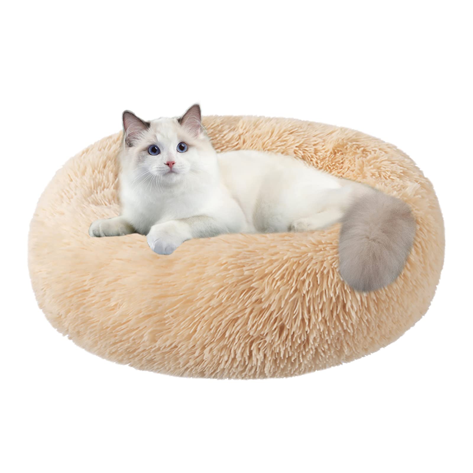 Katzenbetten für Hauskatzen