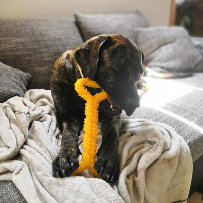 Jouet pour chien robuste en forme d'os à mâcher en caoutchouc dur avec un design convexe