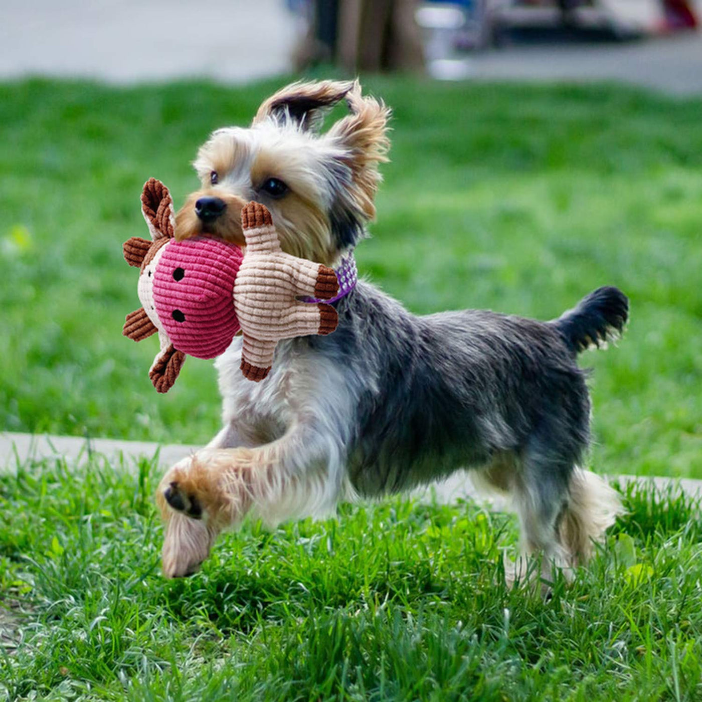 Jouets pour chiots - 7 pièces Jouets durables pour chiots / petits chiens - Jouets à mâcher et jouets à faire grincer - Coton naturel et non toxique