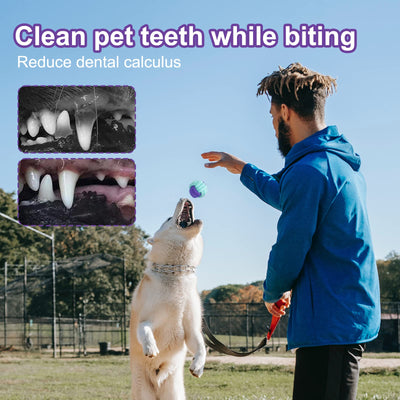 jouets pour chien, ensemble de jouets pour chien, ensemble de jouets à mâcher de 20 pièces pour chiens de petite/moyenne taille, jouets pour chiots pour les soins dentaires des chiens