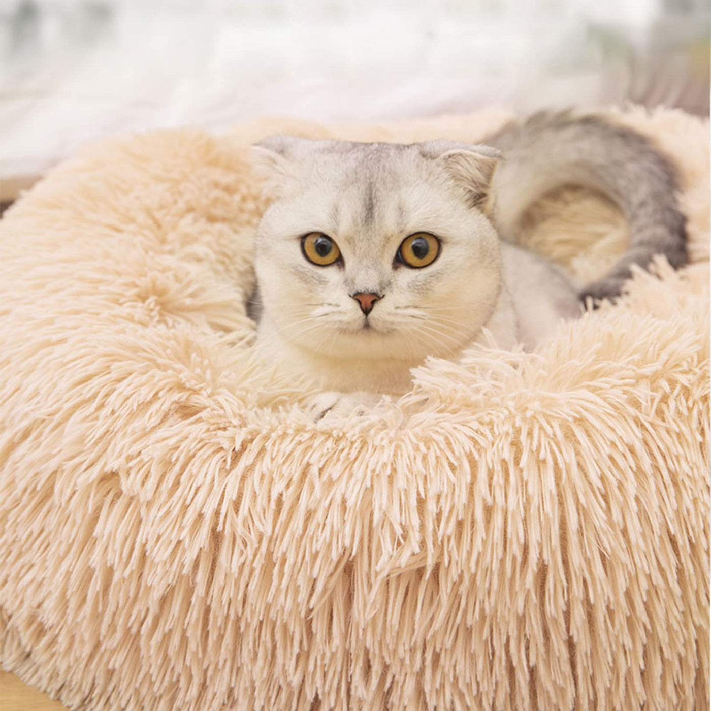 Cat beds for Indoor cats