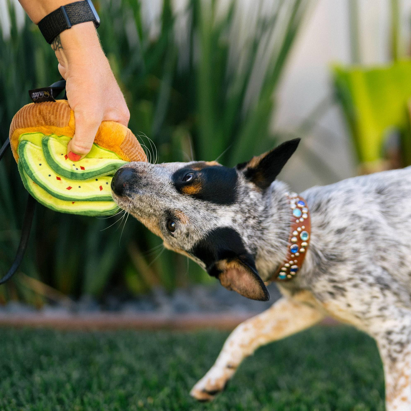 Style de vie des animaux et Vous Aboyez Collection Brunch AVO-Toast doggo
