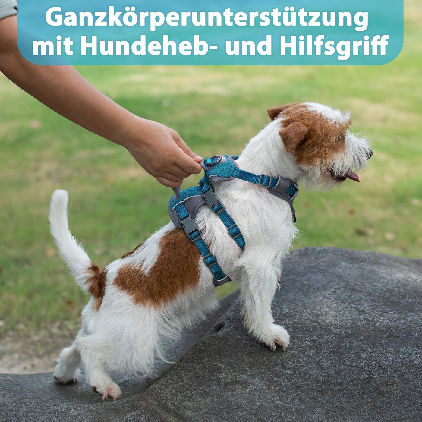 Harnais Réfléchissant pour Chien avec Poignée