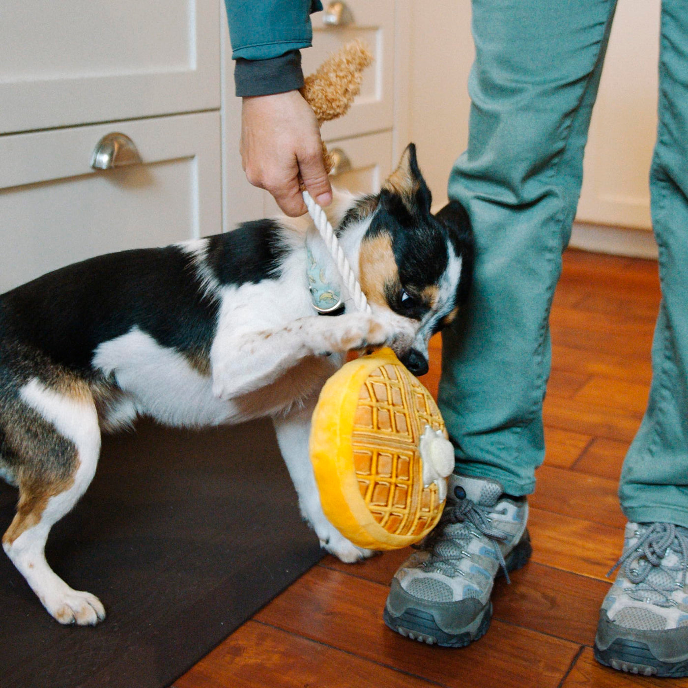Jouet Pour Chien, Peluche, Repaires Hurlants