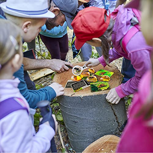 Amber excavation set for children, artificial insect fossils, excavating gemstones